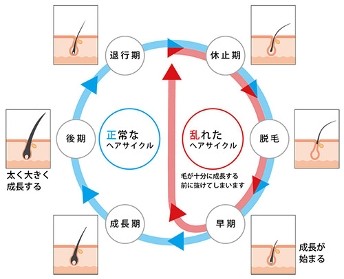 髪のサイクル