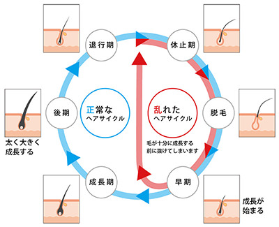 毛周期