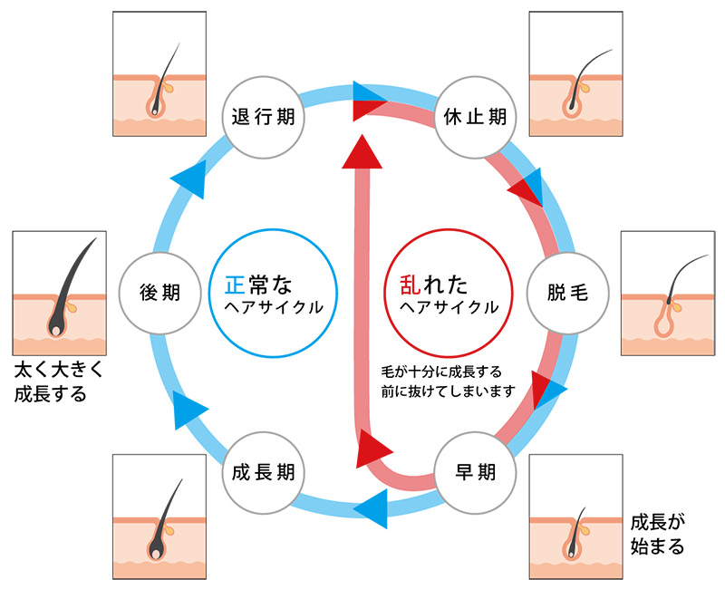 ヘアサイクル