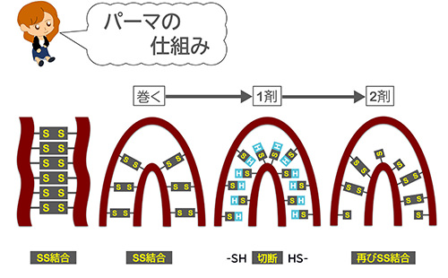 パーマの仕組み