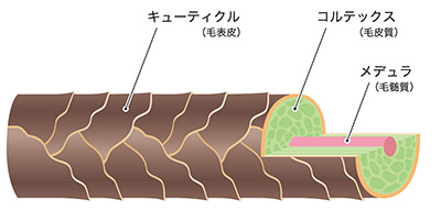 髪の構造