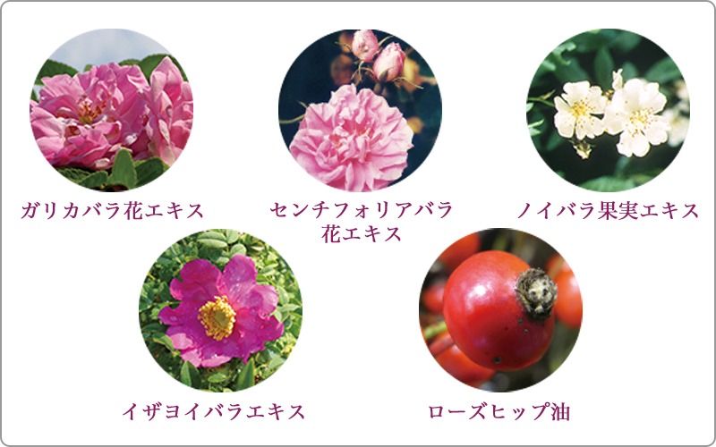 ヴィンテージローズ　薔薇の力